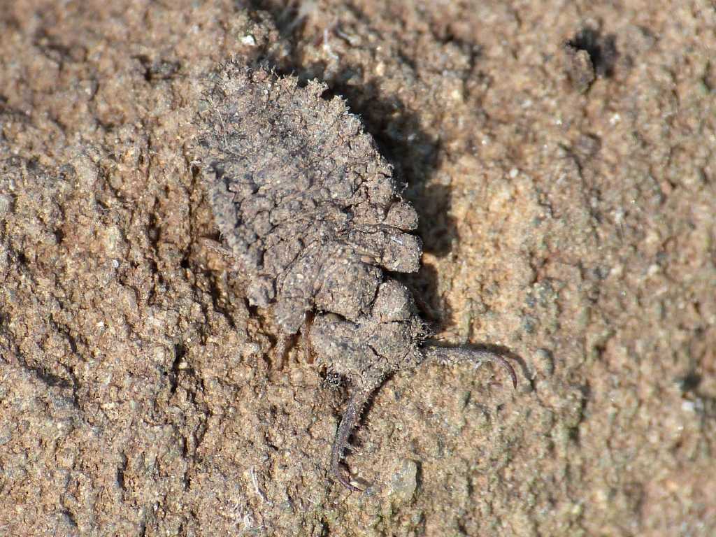 Larva Palpares o Libelloides? - Tolfa (RM)